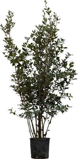 2 stuks! Steeneik solitair Quercus ilex 137,5 cm