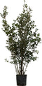 2 stuks! Steeneik solitair Quercus ilex 137,5 cm