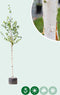 Witte himalaya berk | Betula ut. 'jacquemontii' 10-14 cm | Bomenbezorgd.nl