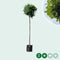Amberboom bolvorm 220 cm stamhoogte | Liquidambar s. 'Gum Ball' 6-10 cm 220 cm| Bomenbezorgd.nl