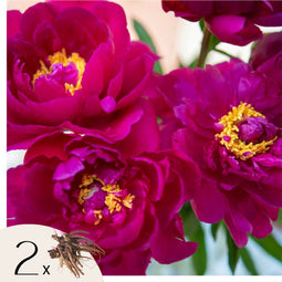 Plant in a Box - Paeonia pioen 'Karl Rosenfield' - Set van 2 - Pioenen - Bloemknollen - Zomerbloeiers - Tuinbloemen - Paars