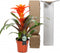 Kamerplant - Guzmania Fiero Orange single