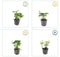 Plants by Frank | 6 Dikkemanskruid planten | Pachysandra terminalis 'Green Carpet' | Winterharde bodembedekker planten | tuinplanten | Winterharde vaste planten meerjarig | Winterharde tuinplanten
