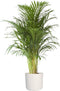 Goudpalm in ® ELHO b.for soft sierpot ↨ 90cm - hoge kwaliteit planten