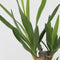 Plant in a Box - Mini Palmen Mix - Set van 3 stuks - Kamerplanten - Pot 12cm - Hoogte 30-40cm