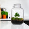 Growing Concepts DIY Duurzaam Ecosysteem Weckpot 5L - Planten - Coffea Arabica - H28xØ18cm