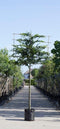 Leihaagbeuk 150 cm | Carpinus betulus 8-12 cm 150 cm| Bomenbezorgd.nl