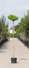 Japanse notenboom op stam 200 cm stamhoogte | Ginkgo biloba 'Mariken' 6-10 cm 200 cm| Bomenbezorgd.nl