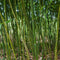 Plant in a Box - Phyllostachys Bisetti - XL Bamboo 'Phyllostachus Bissetii' - Winterhard - Reuzen bamboo - Pot 28cm - Hoogte 160-170cm