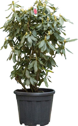 2 stuks! Rhododendron Nova Zembla Rhododendron Nova Zembla 90 cm