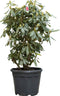 2 stuks! Rhododendron Nova Zembla Rhododendron Nova Zembla 90 cm