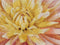 Thea Gouverneur - Borduurpakket met telpatroon - 441.05 - Voorgesorteerde DMC Garens - Dhalia - Zwart Aida - 33 cm x 33 cm - DIY Kit
