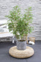 Duo ‘Fargesia Rufa’ (Bamboe) ↨ 70cm - 2 stuks - hoge kwaliteit planten