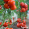 Tomatenzaden Pakket - 13 Soorten - Tomaten Zaden - Groentezaden - Tomaten - Moestuinzaden - Tomatenplant - Moestuin Pakket - Tomaat - Tomatenzaden - Organifer