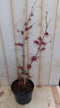 Toverhazelaar Hamamelis 80 cm Roze