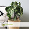 Plant in a Box - Aphelandra Curly White - Zebra plant - set van 4 - Pot 13cm - Hoogte 25-35cm