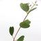 Plant in a Box - Eucalyptus Botanic Hearts - Set van 2 - Eucalyptusstruik - Tuinplant - Pot 19cm - Hoogte 40-50cm