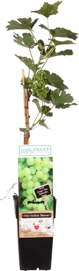 Goed & Groen - Vitis Bianca (druif) -↨ 55cm - Potmaat 15cm - Kwaliteit Planten - Tuin Plant - Tuinplantenplanten - Sfeer