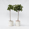Plant in a Box - Ficus Carica - Set van 2 fruitbomen - Pot 21cm - Hoogte 70-90cm