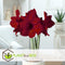 Plant in a Box - Amaryllis - Set van 2 - Hippeastrum - Bloembollen - Donkerrode bloemen