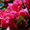 Rhododendron Nova Zembla | Rhododendron 'Nova Zembla' | Bomenbezorgd.nl