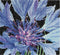 Thea Gouverneur - Borduurpakket met telpatroon - 489A - Voorgesorteerde DMC Garens - Korenbloem - Aida - 15 cm x 14 cm - DIY Kit