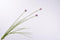 Silk-ka Kunstbloem-Zijden Bloem-Allium Steel Zijde Lavendel 95 cm