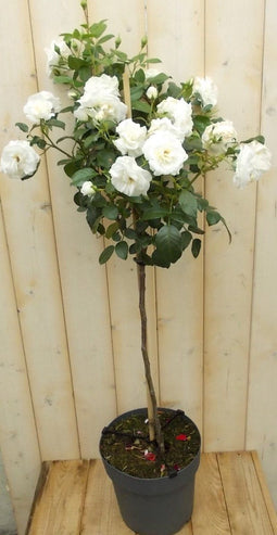 Stamroos 100 cm wit