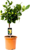 Goed & Groen - Citrus Lemon - ↨ 65cm - Potmaat 19 - Kwaliteit Planten - Kamer Plant - Kamerplanten - Sfeer