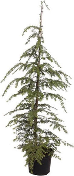 Warentuin natuurlijk - Tsuga heterophylla 125-150 cm Conifeer