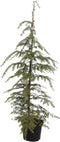 Warentuin natuurlijk - Tsuga heterophylla 125-150 cm Conifeer