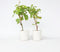 Plant in a Box - Wijnmix - Vitis ‘Himrod’ en ‘Vanessa’ - Set van 2 - ⌀21cm - Hoogte 60-75cm