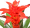 Kamerplant - Guzmania Calypso single