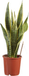 Sanseveria, vrouwentong - Set van 2 - Fachjan - Groene Plant- Hoogte 50 cm