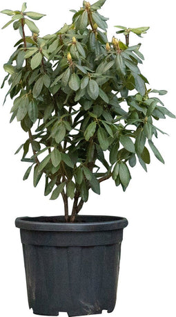 Rhododendron Roseum elegans | Rhododendron 'Roseum elegans' | Bomenbezorgd.nl