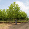 Platanenboom volgroeid | Platanus hispanica 20-25 cm | Bomenbezorgd.nl