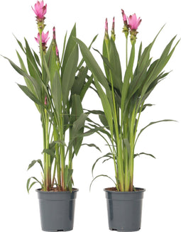 Plant in a Box - Curcuma alismatifolia Siam Supreme - Set van 2 - Tropisch bloeiende kamerplant Kurkuma - Pot 19cm Hoogte 70-90cm