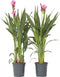 Plant in a Box - Curcuma alismatifolia Siam Supreme - Set van 2 - Tropisch bloeiende kamerplant Kurkuma - Pot 19cm Hoogte 70-90cm