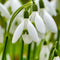 Plant in a Box - Galanthus Elwesii - Bloembollen x50 - Sneeuwklokje - Wit - Hollandse lentebollen