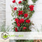 Plant in a Box - Rosa Crazy in love 'Red' - Klimplant - Klimroos met rode bladeren - Pot 15cm - Hoogte 60-70cm