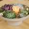GIY Echte succulenten mini mix 10 stuks - Echeveria mini's Ø3-5 cm - kamerplant - vetplant