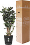 Polyscias Fabian in Elho® Greenville pot ↨ 120cm - hoge kwaliteit planten