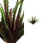 PTMD Succulent Plant Aloe Vera Prikker - 19 x 23 x 26 cm - Rood/Groen
