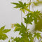 Japanse Esdoorn - Set van 4 - Acer 'Orange Dream' - Hoogte 25-40cm - ⌀10,5cm - Acer palm. Orange Dream P10,5 x4