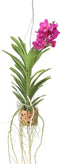 Plant in a Box - Vanda 'Botanica' in terracotta hangpot - Orchidee - Roze - ⌀12cm - Hoogte 50cm