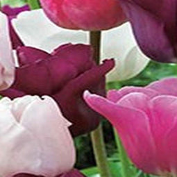 3 stuks - JUB - Tulipa Pastel mix 12 bollen