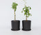 Plant in a Box - Rubus idaeus 'Malling Promise' - Set van 2 - Framboos - Fruitplanten - Struik - ⌀15cm - Hoogte 50-60cm