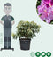 Rhododendron Catawbiense boursault | Rhododendron 'Catawbiense boursault' | Bomenbezorgd.nl