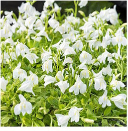 Moerings Mazus Reptans Wit | Mazus | In 9CM pot
