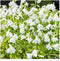 Moerings Mazus Reptans Wit | Mazus | In 9CM pot